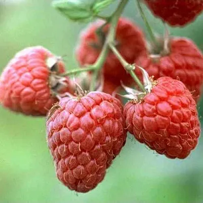 Малина ХЕРИТЕЙДЖ  Малина ХЕРИТЕЙДЖ в Коломне