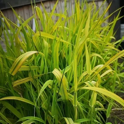 Фалярис АРКТИК САН тростниковый в Коломне