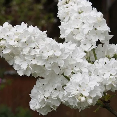 Сирень ФЛОРА  Сирень ФЛОРА в Коломне