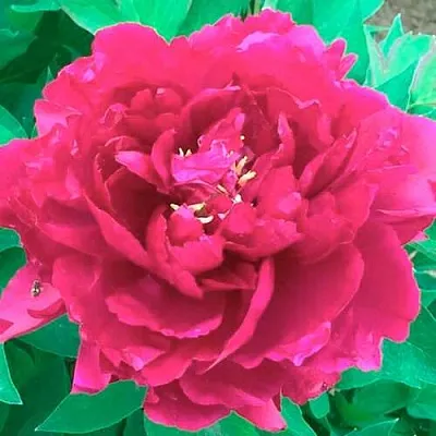 Пион ОСТРОВНОЙ МИНИСТР древовидный  Пион ОСТРОВНОЙ МИНИСТР древовидный в Коломне