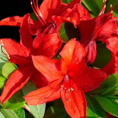 Азалия НАБУКО листопадная в Коломне