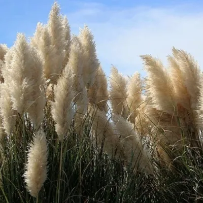 Кортадерия белая (пампасная трава) в Коломне