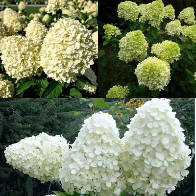 Комплект НЕЖНЫЙ КАПУЧИНО в Коломне