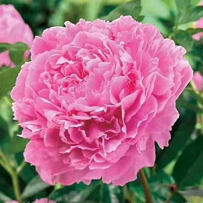 Пион МИСС ЭКХАРТ травянистый  Пион МИСС ЭКХАРТ травянистый в Коломне