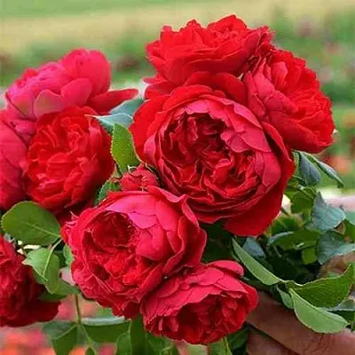 Саженцы роз ФЛОРЕНТИНА плетистая в Коломне