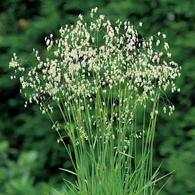 Трясунка средняя в Коломне