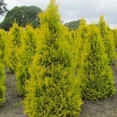 Туя САНКИСТ западная  Туя САНКИСТ западная в Коломне