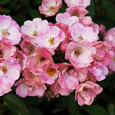 Саженцы роз АЛДЕН БИЗЕН мускусная в Коломне