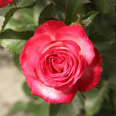 Саженцы роз САФИНА спрей  Саженцы роз САФИНА спрей в Коломне