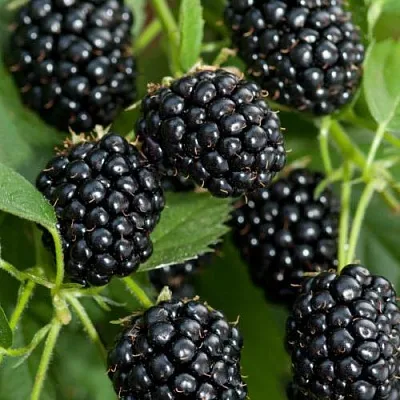 Ежевика АГАВАМ  Ежевика АГАВАМ в Коломне