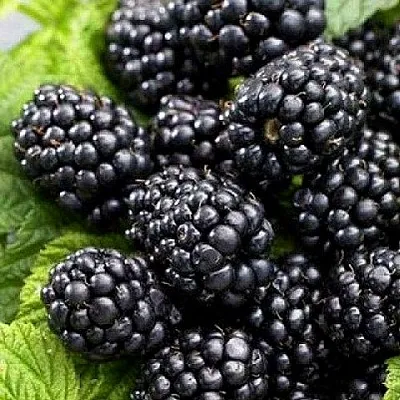 Ежевика БЖЕЗИНА бесшипная  Ежевика БЖЕЗИНА бесшипная в Коломне