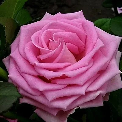 Саженцы роз АКВА чайно-гибридная в Коломне