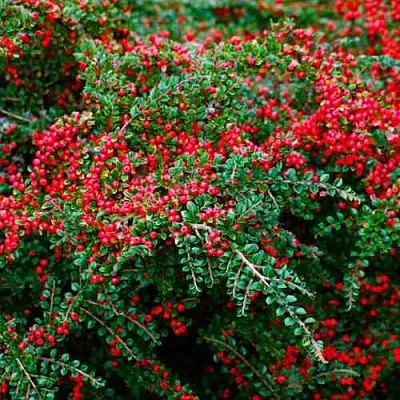 Кизильник горизонтальный  Кизильник горизонтальный в Коломне