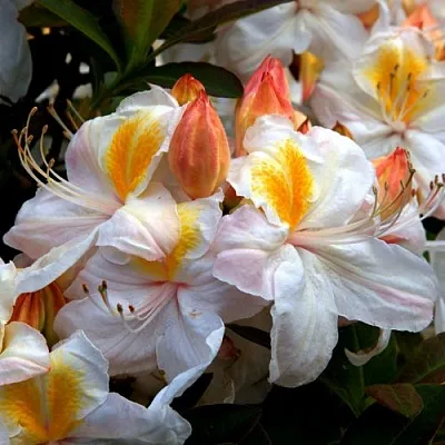 Азалия СИЛЬВЕР СЛИППЕР листопадная в Коломне