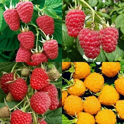 Комплект МАЛИНОВОЕ АССОРТИ в Коломне