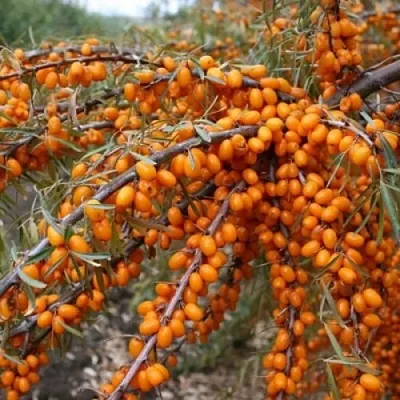Облепиха ПЕРЧИК  Облепиха ПЕРЧИК в Коломне