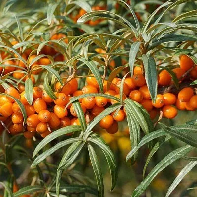 Облепиха РОСИНКА  Облепиха РОСИНКА в Коломне