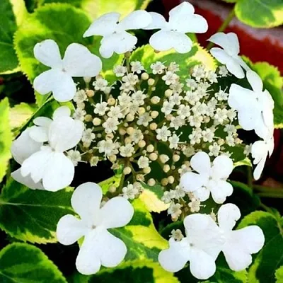 Гортензия МИРАНДА черешковая в Коломне