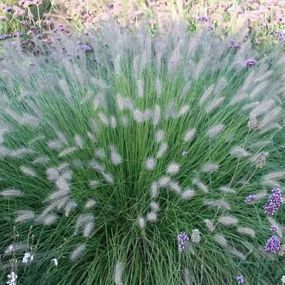 Пеннисетум ХАМЕЛН в Коломне