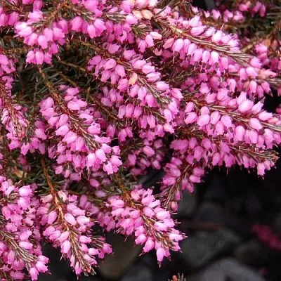 Эрика СТИНКЕ дарленская  Эрика СТИНКЕ дарленская в Коломне