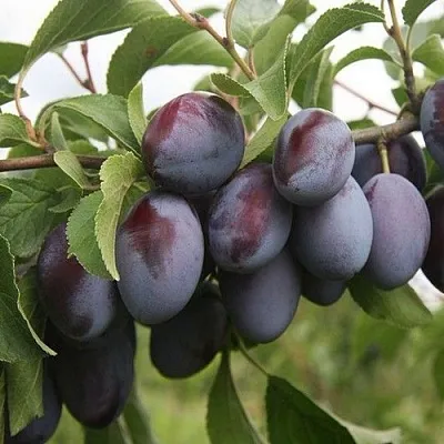 Слива РЕНКЛОД  Слива РЕНКЛОД в Коломне