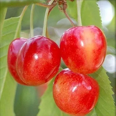 Черешня МЕДУНИЦА  Черешня МЕДУНИЦА в Коломне