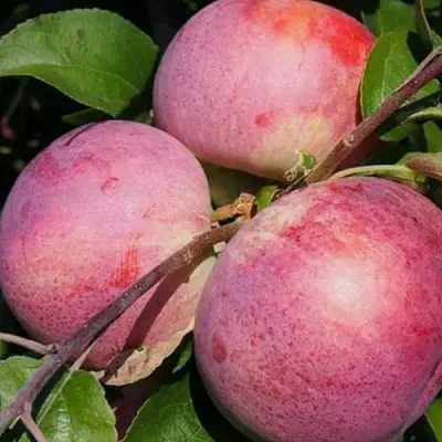 Яблоня БЕЛОРУССКОЕ МАЛИНОВОЕ в Коломне