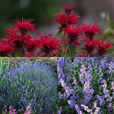 Комплект АРОМАТНЫЙ ЧАЙ в Коломне