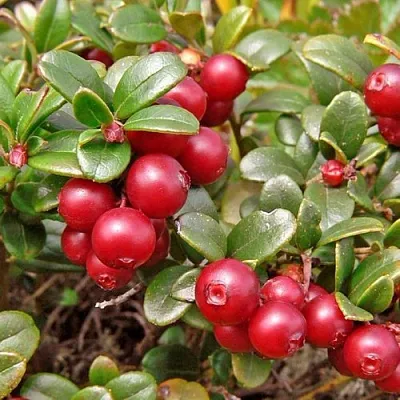 Брусника садовая АМЕРЛАНД  Брусника садовая АМЕРЛАНД в Коломне