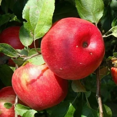 Яблоня ВАЛЕРИЯ в Коломне