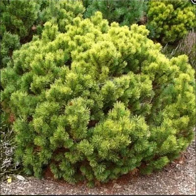 Ель ДАНС ДВАРФ обыкновення  Ель ДАНС ДВАРФ обыкновення в Коломне