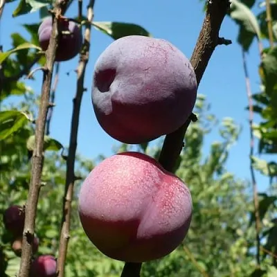 Плумкот ВЕЙ ВОНГ  Плумкот ВЕЙ ВОНГ в Коломне