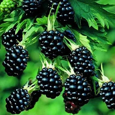 Ежевика КИТАНИНИ бесшипная  Ежевика КИТАНИНИ бесшипная в Коломне