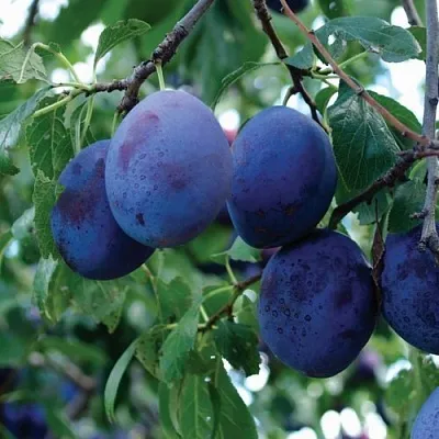 Слива ЭМПРЕСС  Слива ЭМПРЕСС в Коломне