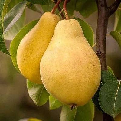 Осенние сорта Осенние сорта в Коломне