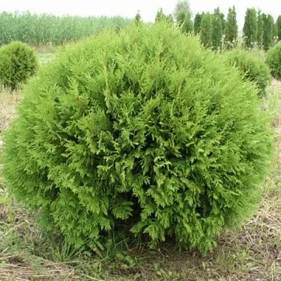 Туя ГЛОБОЗА западная  Туя ГЛОБОЗА западная в Коломне