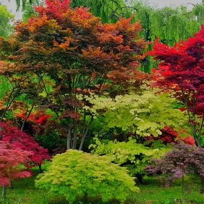 Лиственные деревья  Лиственные деревья в Коломне