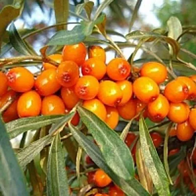 Облепиха БОТАНИЧЕСКАЯ  Облепиха БОТАНИЧЕСКАЯ в Коломне