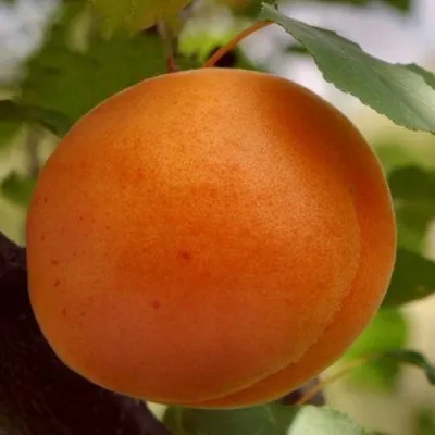 Абрикос ОЛИМП в Коломне