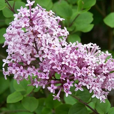 Сирень ПАЛИБИН   Сирень ПАЛИБИН  в Коломне