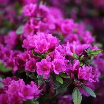 Азалия ГЕЙША ПЕРПЛ японская в Коломне