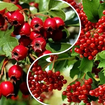 Комплект БУДЬ ЗДОРОВ в Коломне