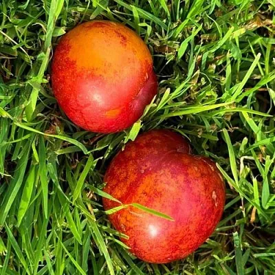 Шарафуга НЕКТАРИННАЯ в Коломне