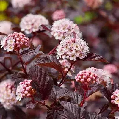 Пузыреплодник АНДРЕ   Пузыреплодник АНДРЕ  в Коломне