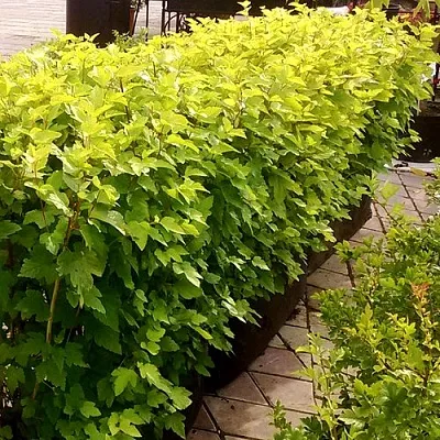 Комплект АНГЕЛ ГОЛД в Коломне