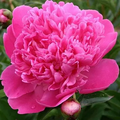 Пион ЭДУЛИС СУПЕРБА травянистый  Пион ЭДУЛИС СУПЕРБА травянистый в Коломне