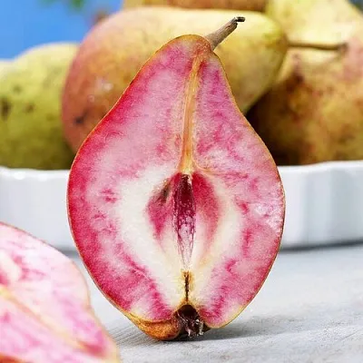 Груша БЛЮТБЕРН  Груша БЛЮТБЕРН в Коломне