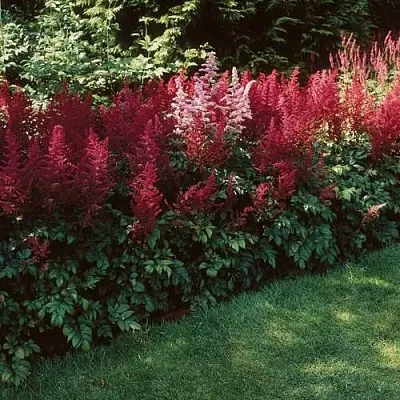 Астильба ГРАНАТ Арендса в Коломне