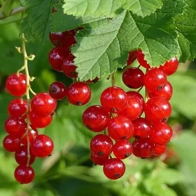 Смородина красная РОНДОМ  Смородина красная РОНДОМ в Коломне