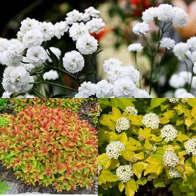 Комплект СОЛНЕЧНЫЙ МИКС в Коломне